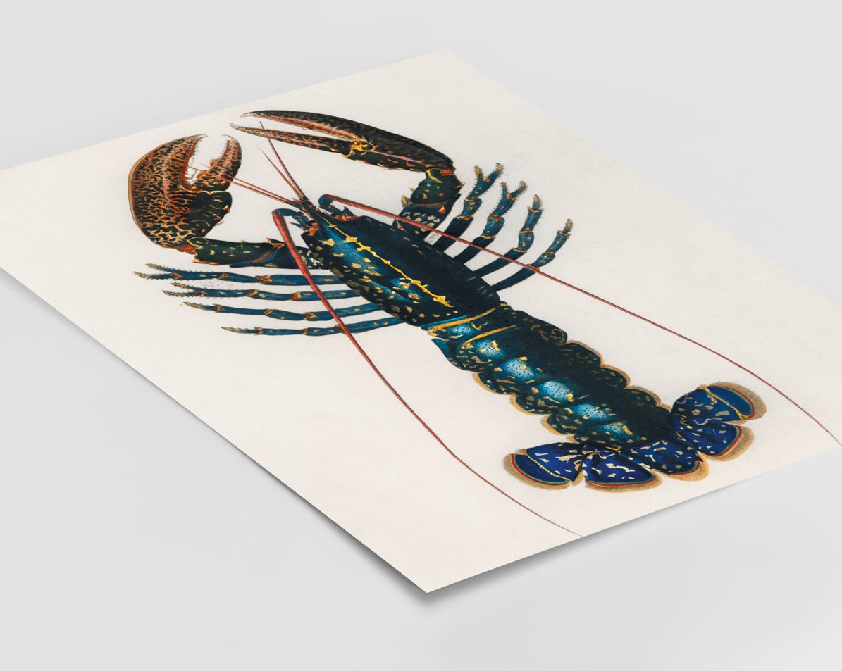Charles Dessalines d'Orbigny (1806-1876) - Crimson Crawfish – Image 3