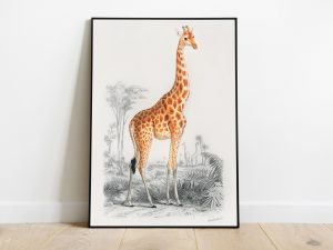 Charles Dessalines d'Orbigny (1806-1876) - Giraffe