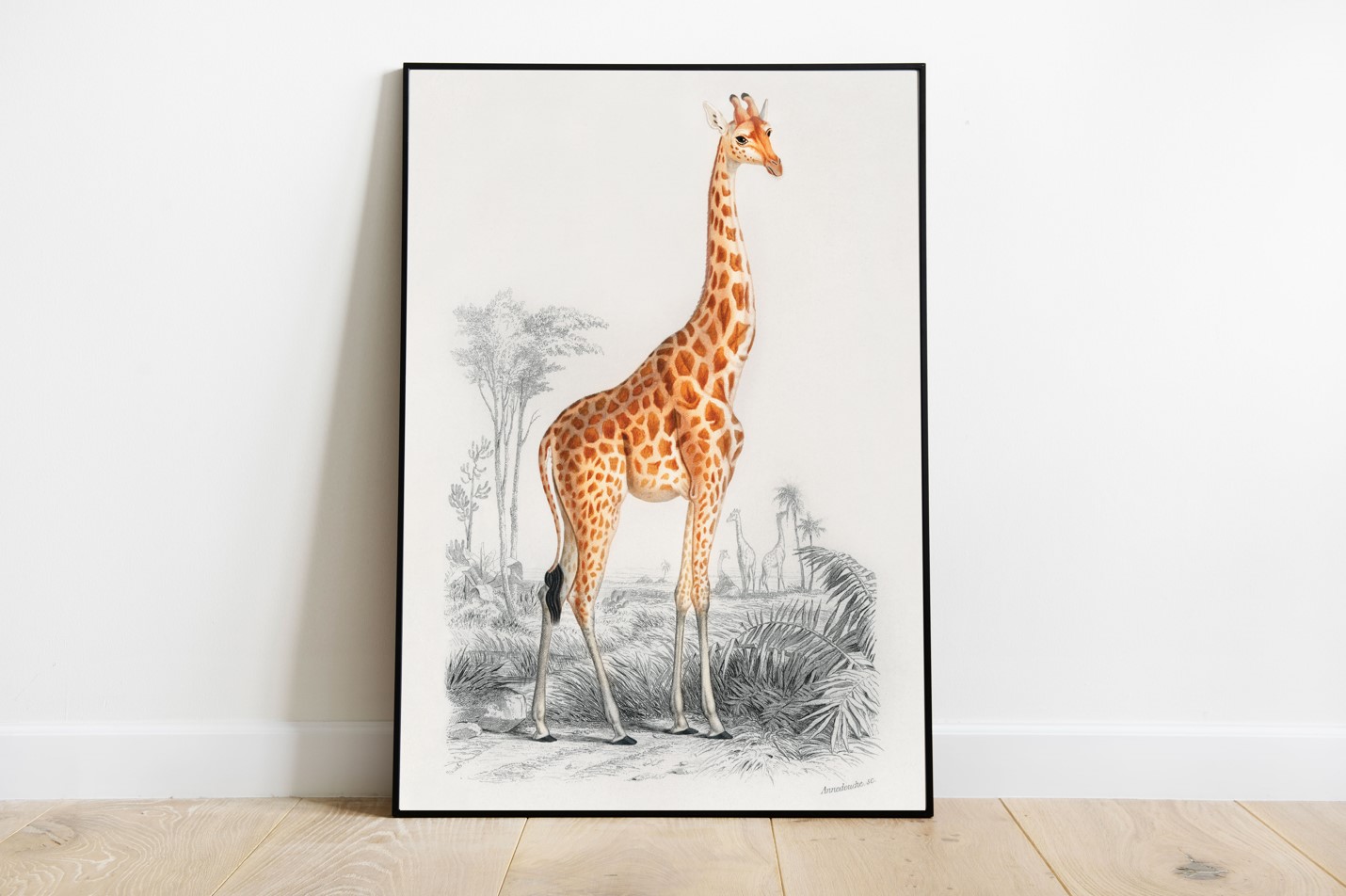 Charles Dessalines d'Orbigny (1806-1876) - Giraffe