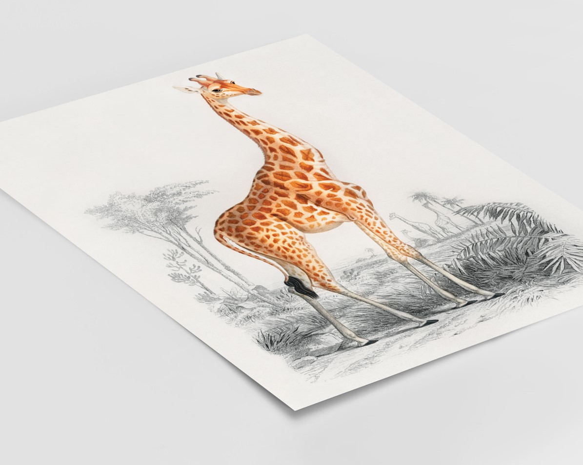 Charles Dessalines d'Orbigny (1806-1876) - Giraffe – Image 3