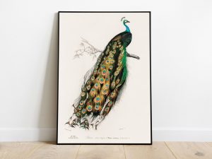Charles Dessalines d'Orbigny (1806-1876) - Indian Peafowl