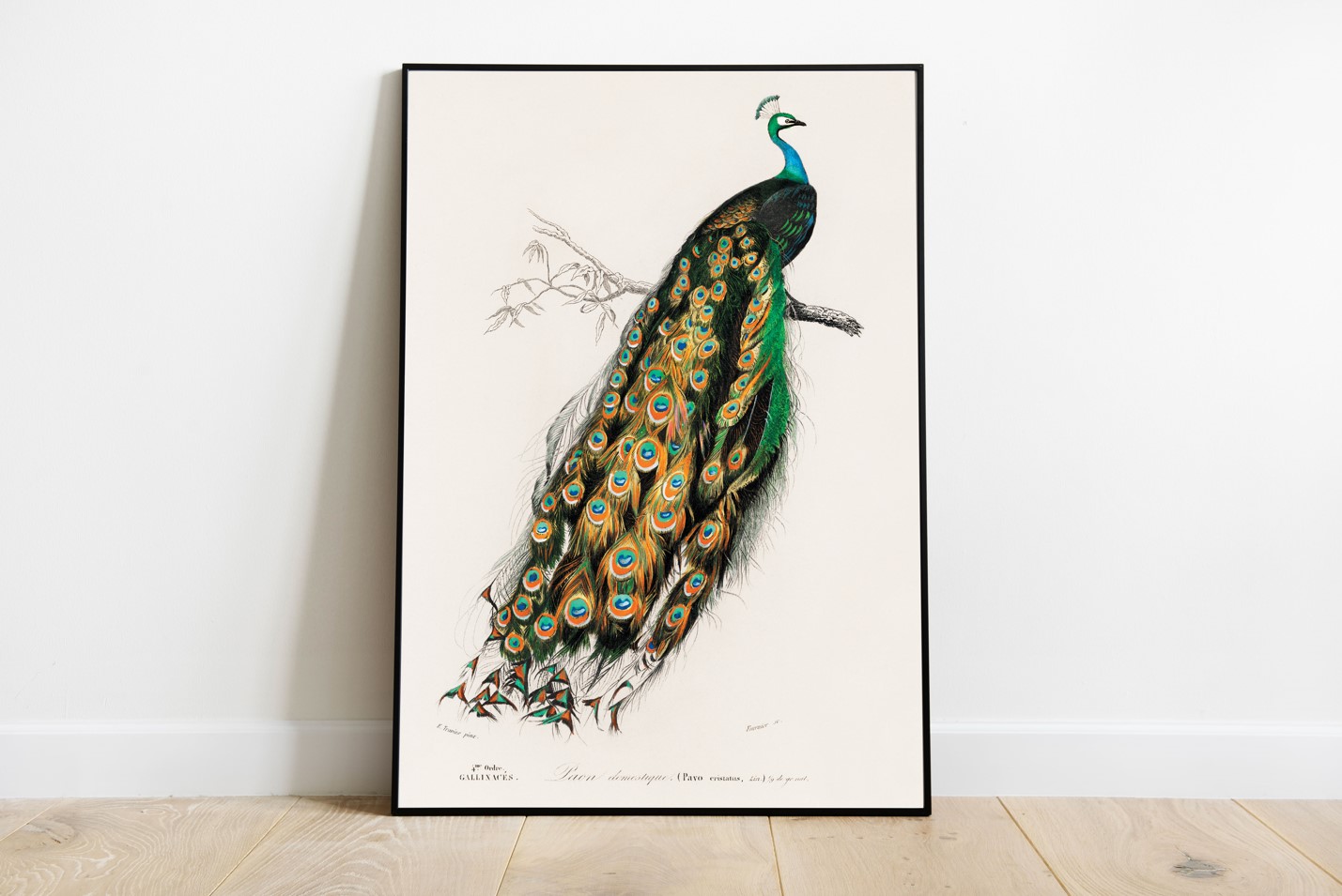 Charles Dessalines d'Orbigny (1806-1876) - Indian Peafowl