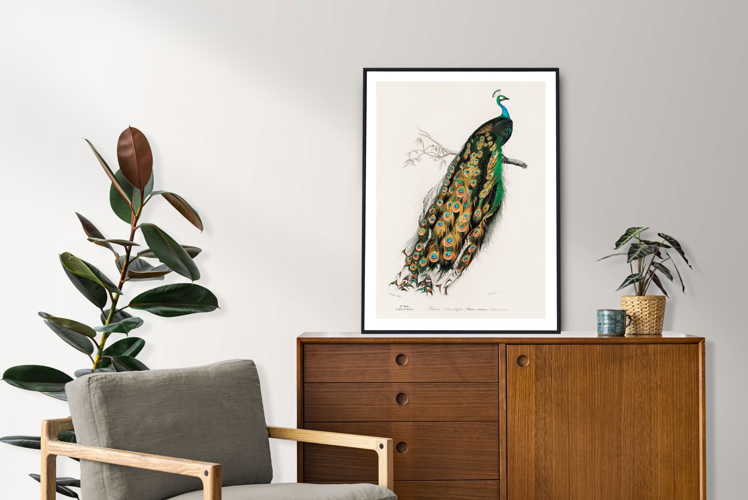Charles Dessalines d'Orbigny (1806-1876) - Indian Peafowl – Image 2