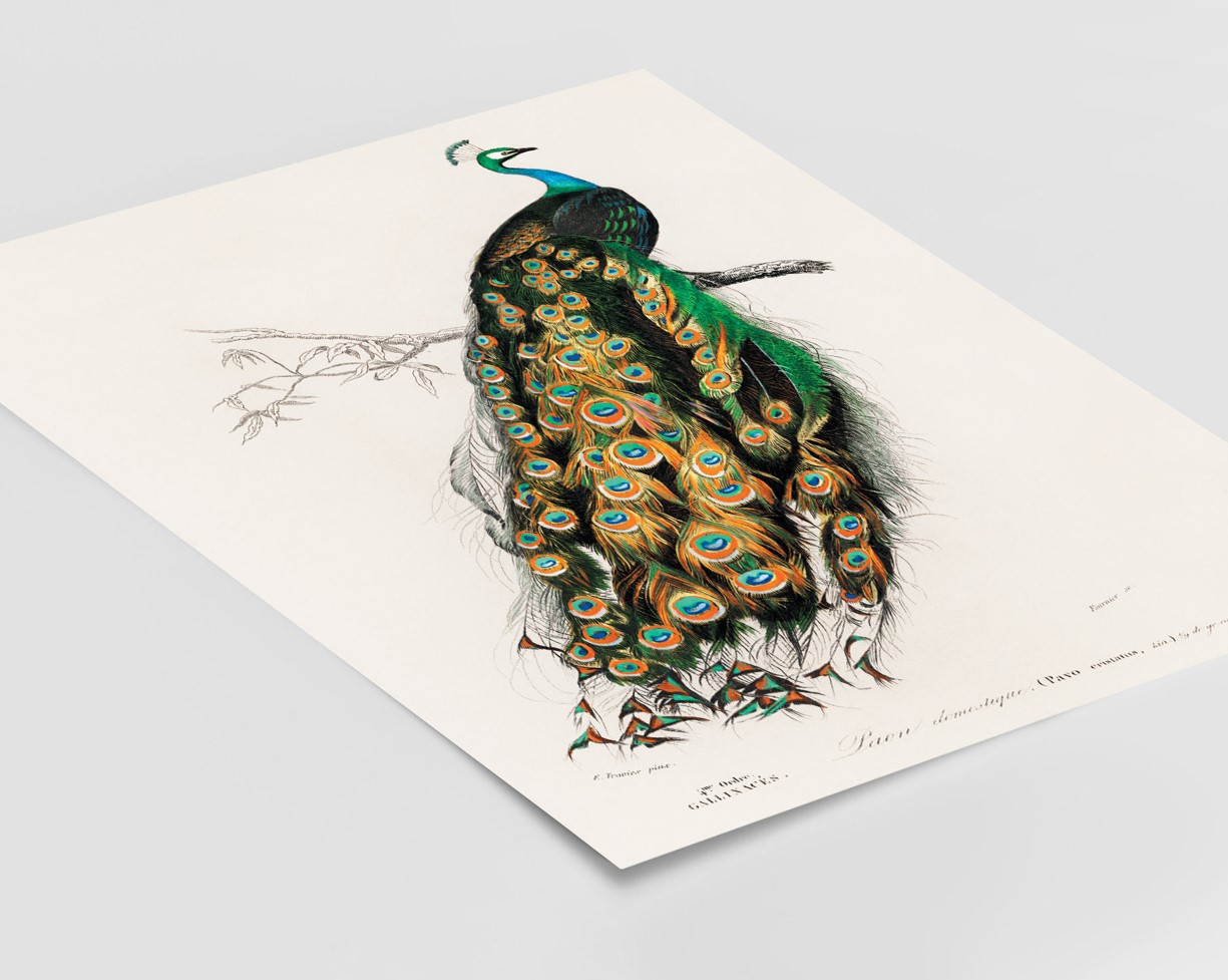 Charles Dessalines d'Orbigny (1806-1876) - Indian Peafowl – Image 3