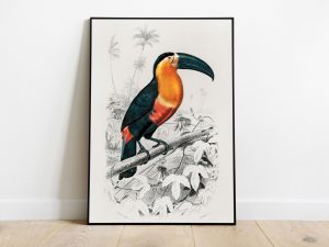 Charles Dessalines d'Orbigny (1806-1876) - Toucan