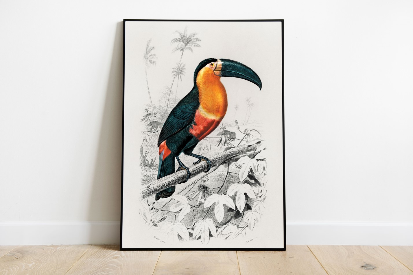 Charles Dessalines d'Orbigny (1806-1876) - Toucan