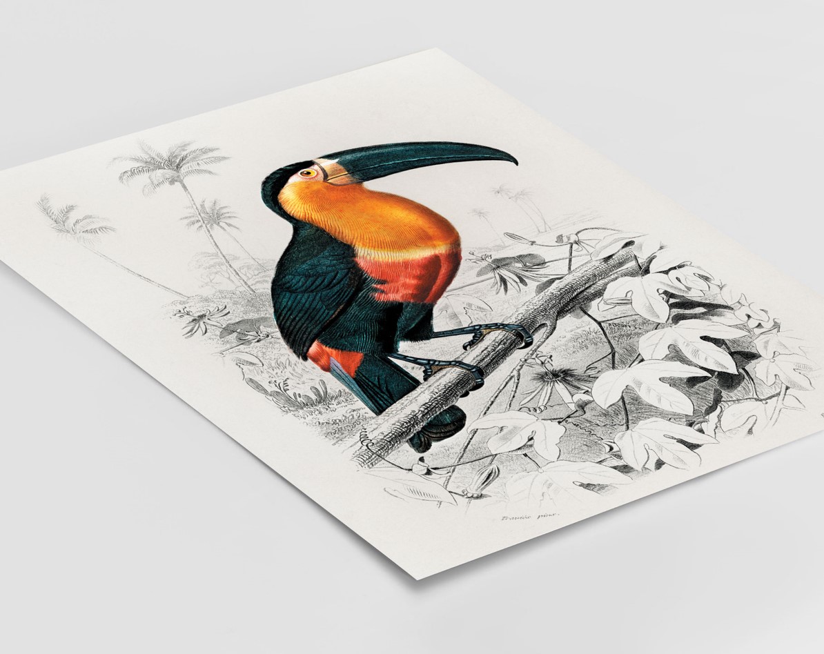 Charles Dessalines d'Orbigny (1806-1876) - Toucan – Image 3
