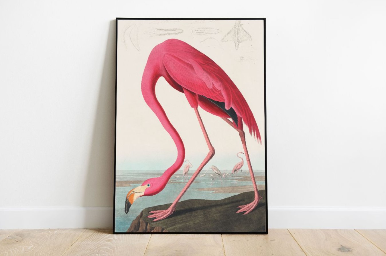 John James Audubon - Birds of America (1827)