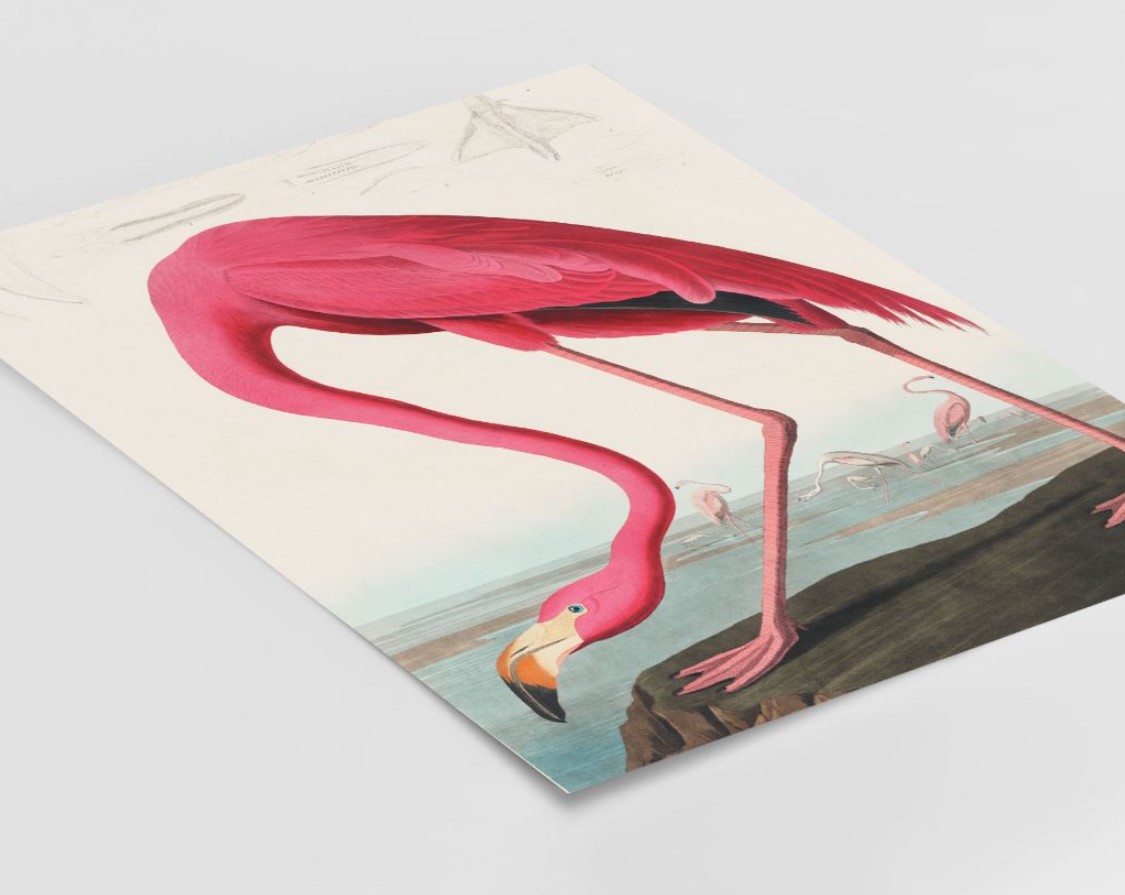 John James Audubon - Birds of America (1827) – Image 3