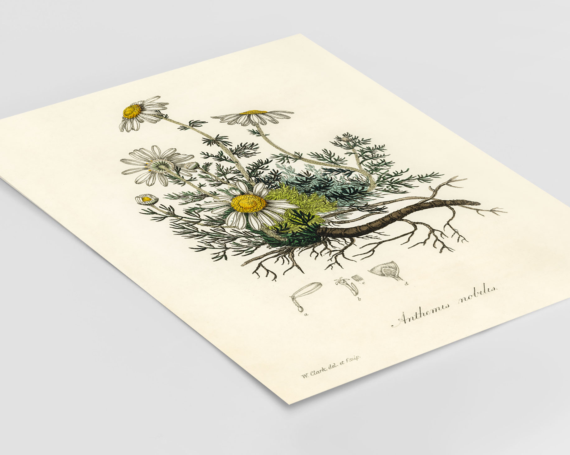 John Stephenson and James Morss Churchill - Chamomile - (1836) – Image 3