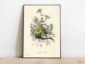 John Stephenson and James Morss Churchill - Chamomile - (1836)