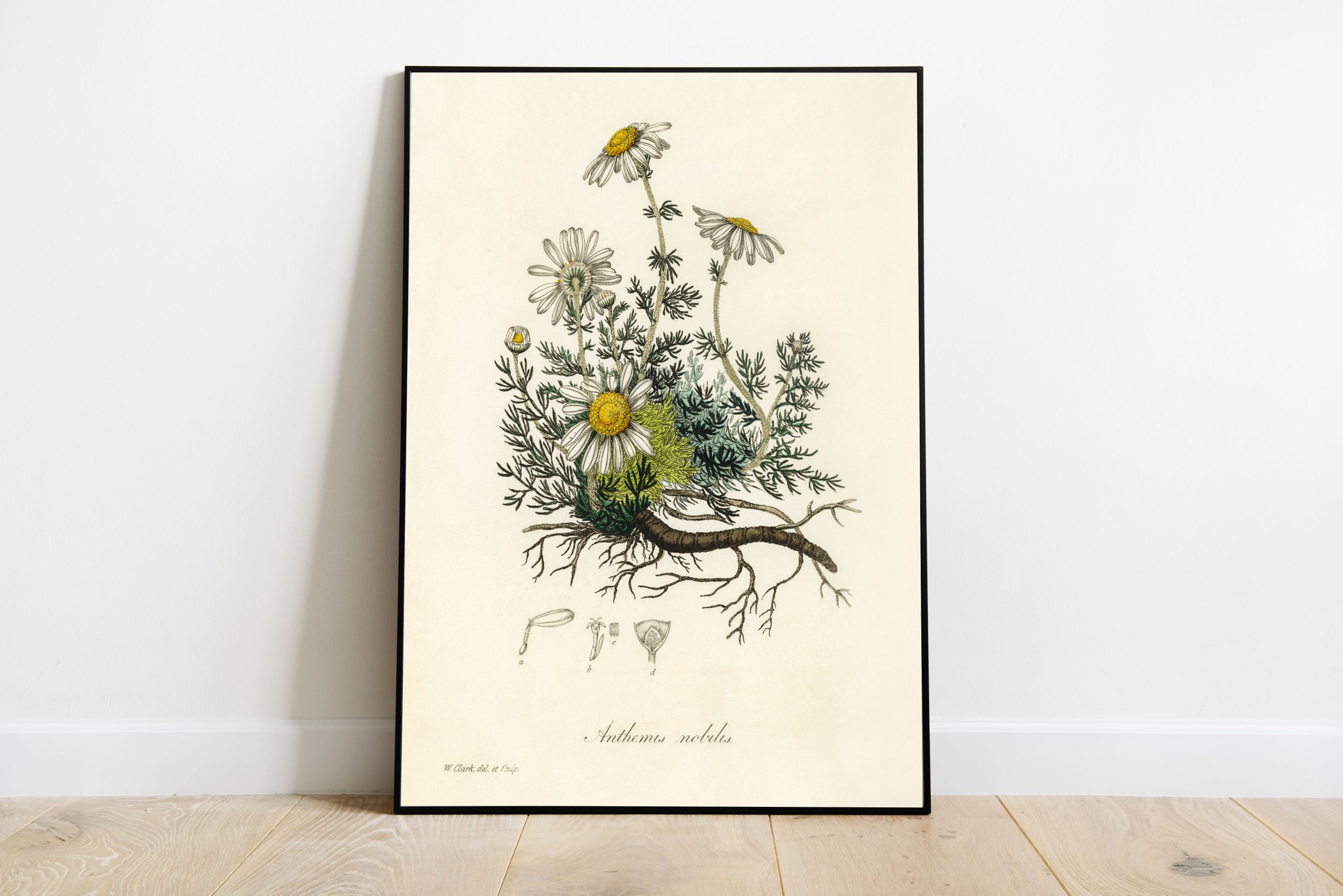 John Stephenson and James Morss Churchill - Chamomile - (1836)