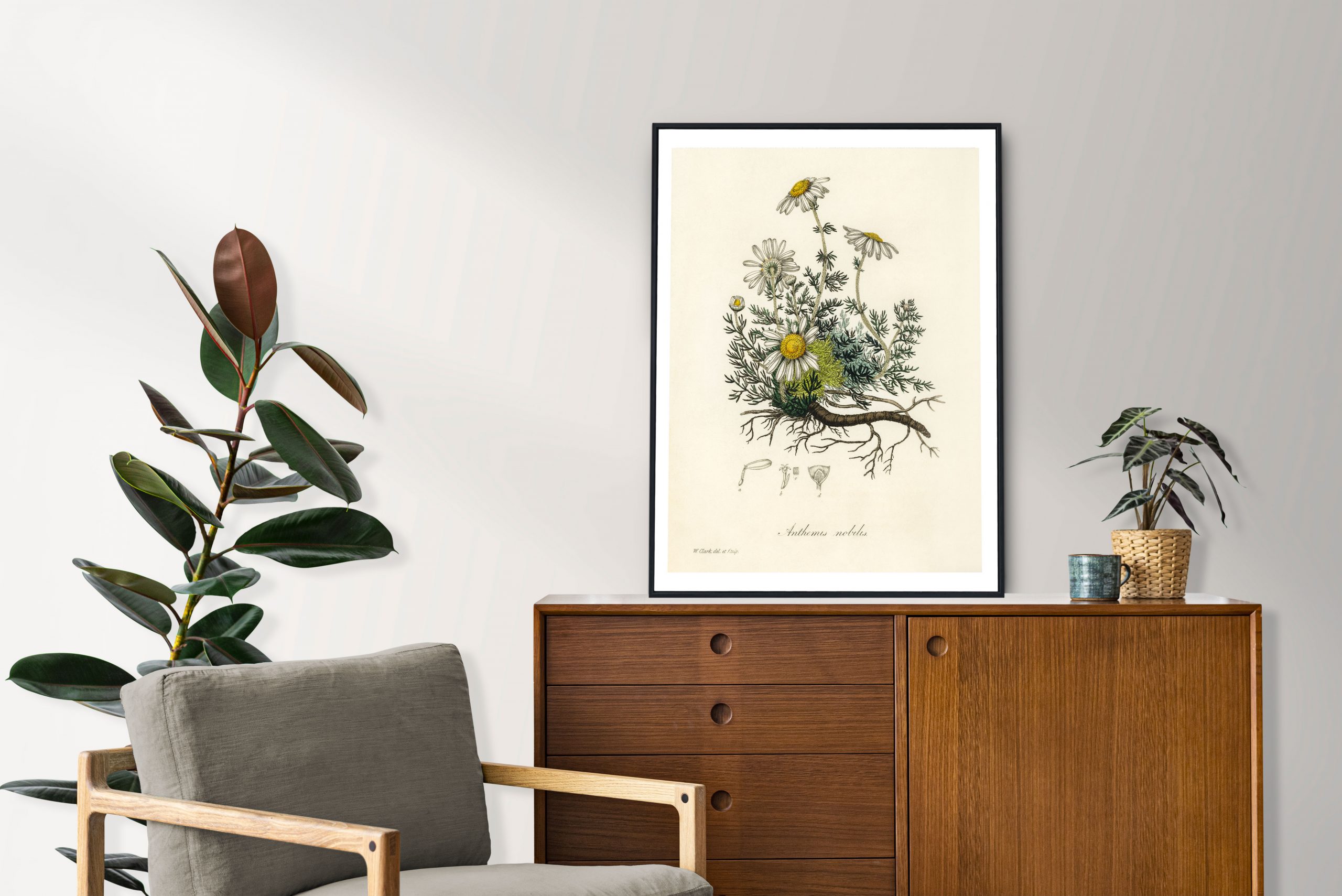 John Stephenson and James Morss Churchill - Chamomile - (1836) – Image 2