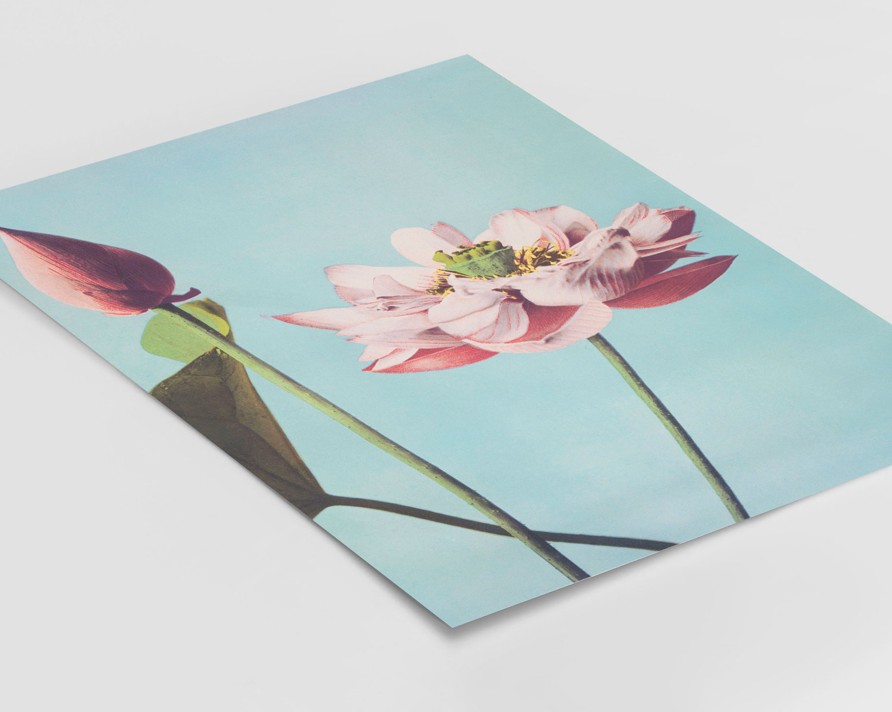 Ogawa Kazumasa (1887-1897) - Beautiful photomechanical prints of Lotus Flowers – Image 3