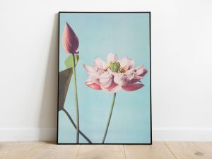 Ogawa Kazumasa (1887-1897) - Beautiful photomechanical prints of Lotus Flowers