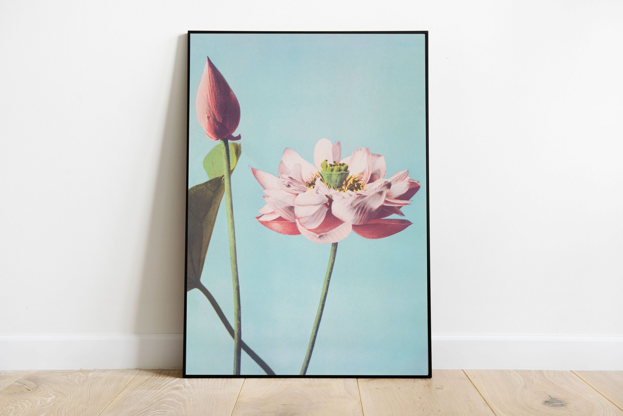 Ogawa Kazumasa (1887-1897) - Beautiful photomechanical prints of Lotus Flowers